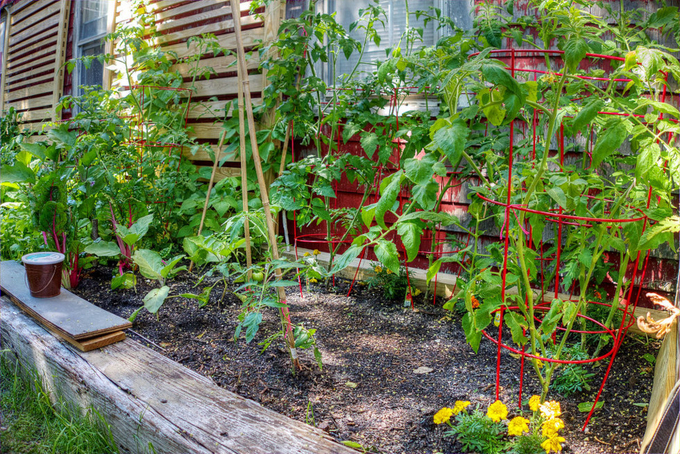 Close up of a veggie garden in a large planting box. Rhubarb, tomato vines, herbs and flowers are growing.